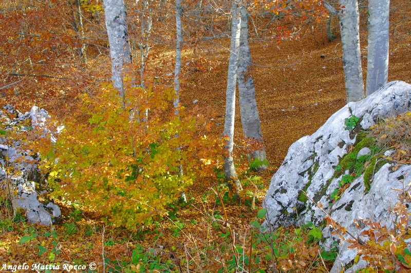 escursione-monte-cervialto-in-autunno-201200008