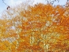 escursione-monte-cervialto-in-autunno-201200004