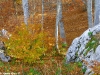 escursione-monte-cervialto-in-autunno-201200008