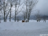 lago-laceno-nevicata-11-febbraio-2012i00017