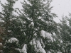 lago-laceno-nevicata-11-febbraio-2012i00033