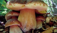Raccolta e commercializzazione di funghi e tartufi, presentato il protocollo