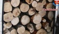 Bagnoli e Calabritto, danneggiamento boschivo e furto di legna: 3 denunce