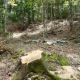 Danneggiamento boschivo e furto di legna: tre nei guai