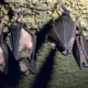 Bagnoli, pipistrello pesticida naturale: installate le casette “batbox”