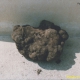 Polyporus tuberaster, meglio conosciuto come “Pietra fungaia”