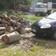 Laceno, danneggiamento boschivo e furto di legna: tre denunce