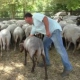 Sale il numero di ovini morti in Irpinia affetti da lingua blu