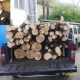 Raccolta di legna “secca” a Laceno, la rabbia di un residente
