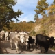 La transumanza delle mucche in Puglia