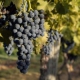 Storia del Tuccanese, del Mangiaguerra e di altri vitigni bagnolesi