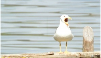 “Laceno bello naturale” ci racconta l’avifauna dell’Altopiano