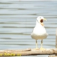 “Laceno bello naturale” ci racconta l’avifauna dell’Altopiano