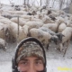 Pastori e pecore bloccati da gelo e neve: «Liberate le strade»