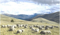Industria in Irpinia: allevamento di bestiame
