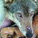 Un progetto per salvare il lupo Alberto – Gli allevatori non denunciano …