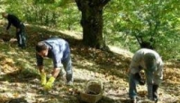 Confagricoltura: “A rischio il 70% del raccolto di castagne”