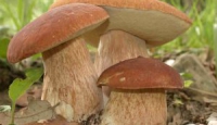 Touring Club: Altopiano del Laceno tra i migliori posti dove trovare funghi