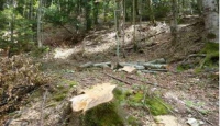 Danneggiamento boschivo e furto di legna: tre nei guai