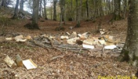 Laceno: danneggiamento boschivo e furto di legna. Due denunce