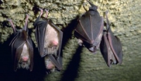 Bagnoli, pipistrello pesticida naturale: installate le casette “batbox”