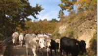 La transumanza delle mucche in Puglia