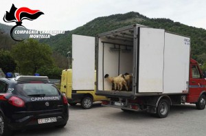 trasporto-agnelli-vivi-furgone-cella-frigorifero