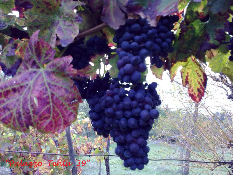 Colori d'ottobre a Bagnoli 28