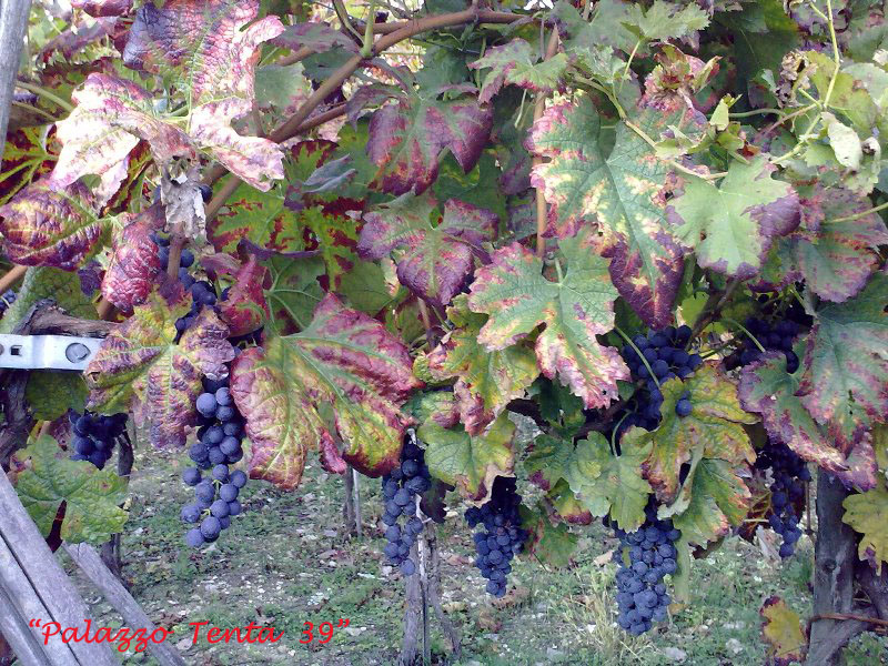 Colori d'ottobre a Bagnoli 29