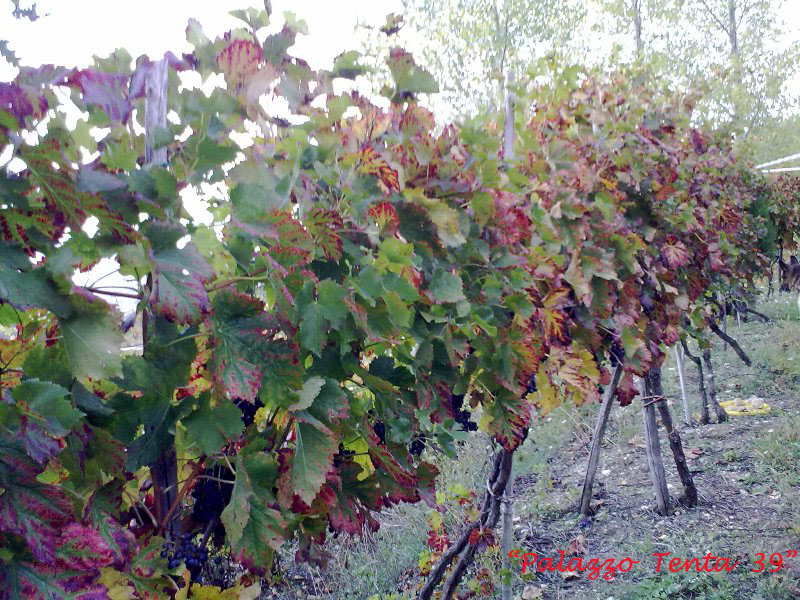 Colori d'ottobre a Bagnoli 30