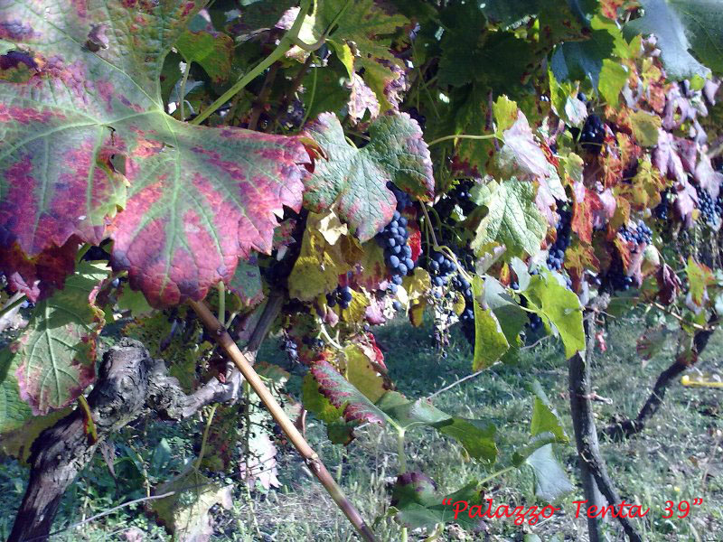 Colori d'ottobre a Bagnoli 31