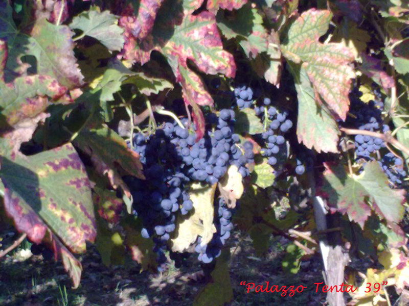 Colori d'ottobre a Bagnoli 32