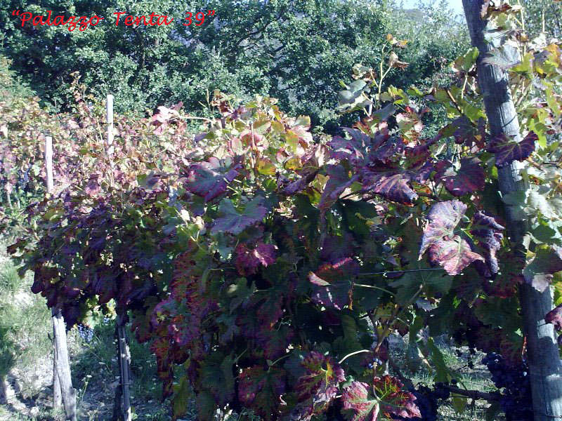 Colori d'ottobre a Bagnoli 33