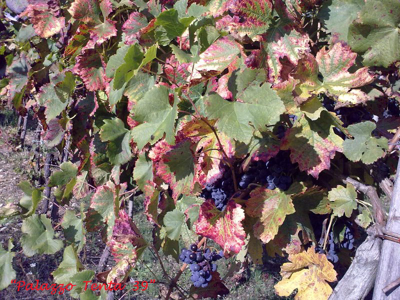 Colori d'ottobre a Bagnoli 34