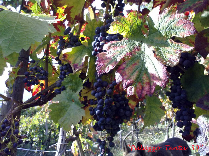 Colori d'ottobre a Bagnoli 35