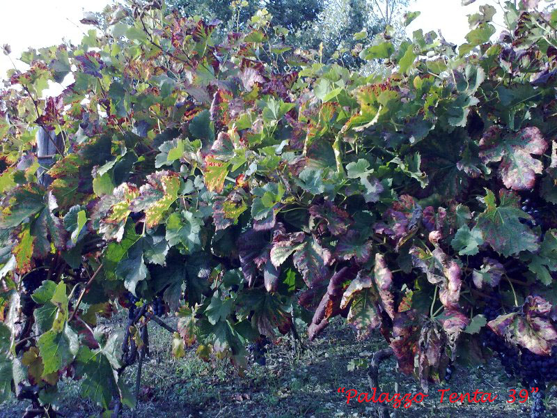 Colori d'ottobre a Bagnoli 36