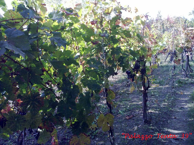 Colori d'ottobre a Bagnoli 37