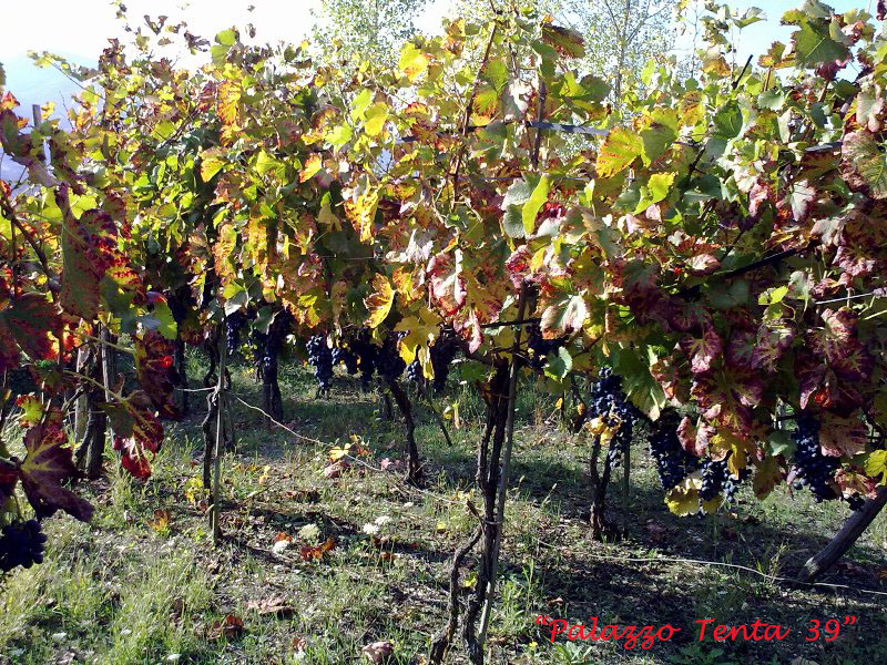 Colori d'ottobre a Bagnoli 38