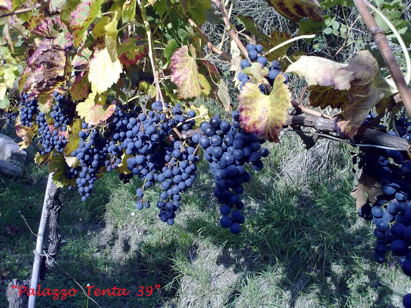 Colori d'ottobre a Bagnoli 40