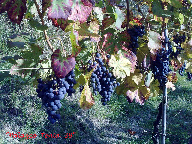 Colori d'ottobre a Bagnoli 41