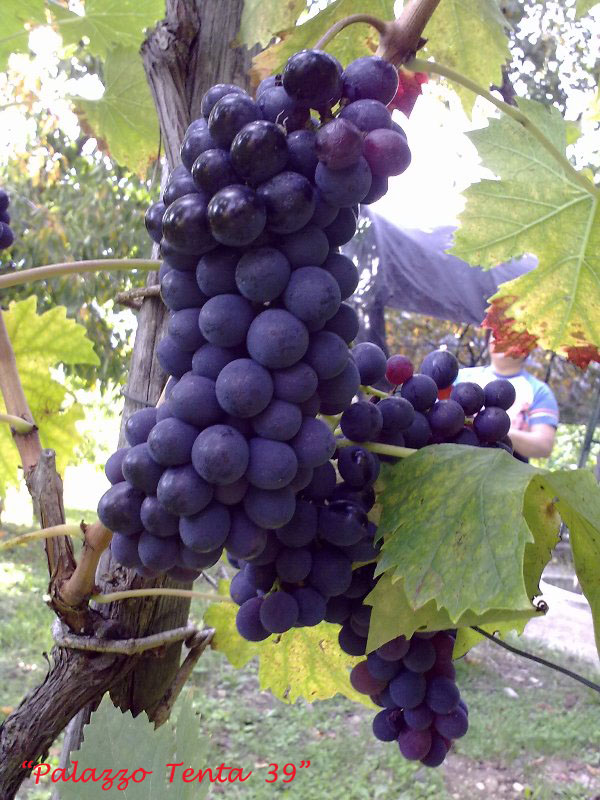 Colori d'ottobre a Bagnoli 42