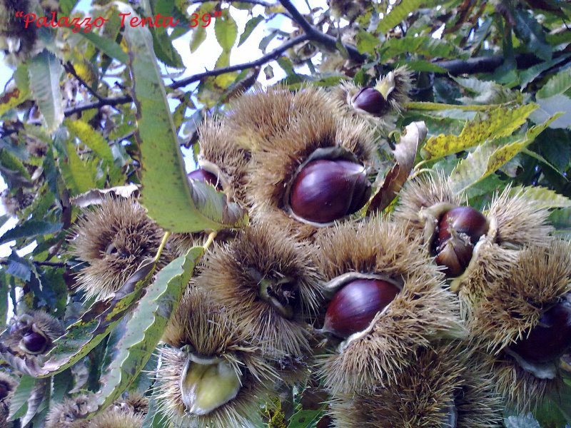 Colori d'ottobre a Bagnoli 6