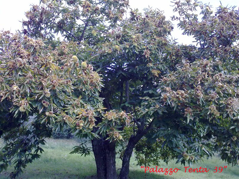 Colori d'ottobre a Bagnoli 7