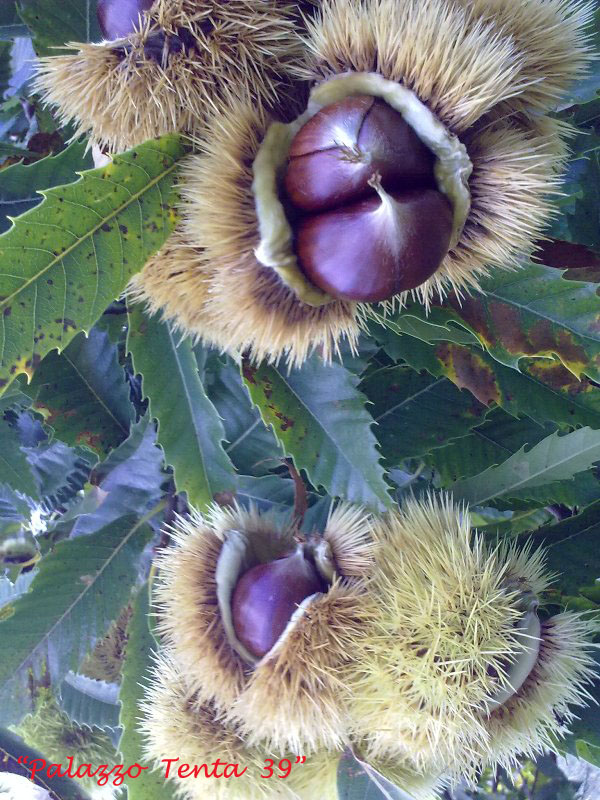 Colori d'ottobre a Bagnoli 8