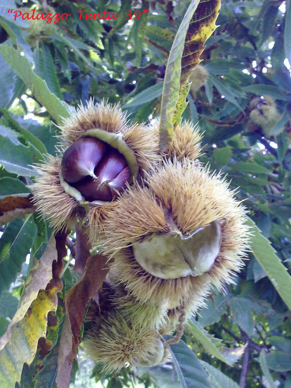 Colori d'ottobre a Bagnoli 9
