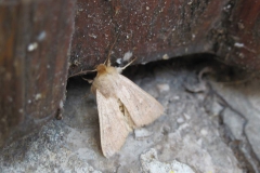 Bagnoli-Pinacoteca-Comunale-agosto-2015-30