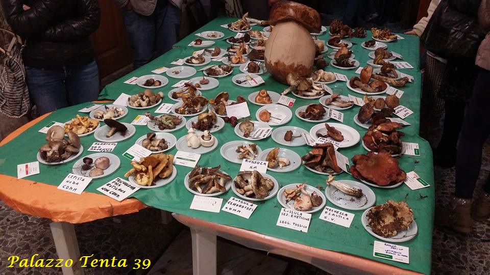 Bagnoli-Sagra-2015-174