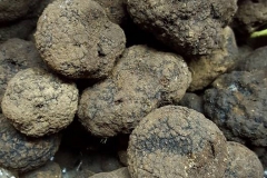 Bagnoli-Sagra-2015-55